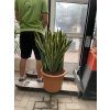 Sansevieria laurenti, tchynin jazyk. 70 cm