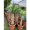 Yucca Elephantipes , juka, původ rostliny Španělsko. 130 cm