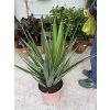 YUCCA PUCK 60 cm.