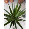 YUCCA PUCK 60 cm.