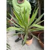 YUCCA ELEPHANTIPES JEWEL, JUKA, 80 cm.