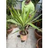 YUCCA ELEPHANTIPES JEWEL, JUKA, 80 cm.