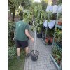 Ficus carica,  160 cm,