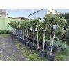 Ficus carica,  160 cm,