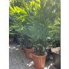 Rhapis excelsa 160 cm