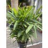 Rhapis excelsa 160 cm
