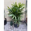 Rhapis excelsa 160 cm