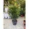 Rhapis excelsa 150 cm