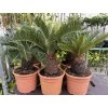 Cycas Revoluta  65 cm