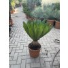 Cycas Revoluta  65 cm