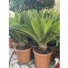 Cycas Revoluta  65 cm