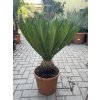 Cycas Revoluta  65 cm