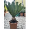 Cycas Revoluta  65 cm