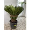 Cycas Revoluta  65 cm