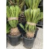 Cycas Revoluta  65 cm