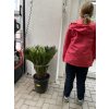 Cycas Revoluta  65 cm