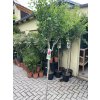 Punica granatum , granátové jablko. 130 cm