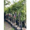 Punica granatum , granátové jablko. 130 cm