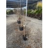 Punica granatum , granátové jablko. 130 cm