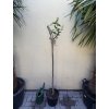 Punica granatum , granátové jablko. 130 cm