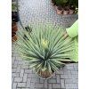 YUCCA ROSTRATA, VÝŠKA ROSTLINY 90 CM