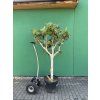 FICUS CARICA, FÍKOVNÍK 180 CM