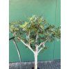 FICUS CARICA, FÍKOVNÍK 180 CM
