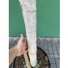 FICUS CARICA, FÍKOVNÍK 180 CM
