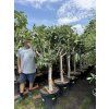FICUS CARICA, FÍKOVNÍK 180 CM