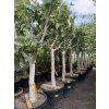 FICUS CARICA, FÍKOVNÍK 180 CM