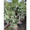 FICUS CARICA, FÍKOVNÍK 180 CM