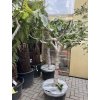 FICUS CARICA, FÍKOVNÍK. 200 CM