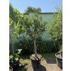 FICUS CARICA, FÍKOVNÍK 180 CM