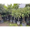 FICUS CARICA, FÍKOVNÍK. 150 CM