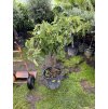 FICUS CARICA, FÍKOVNÍK. 150 CM