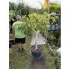 FICUS CARICA, FÍKOVNÍK. 170 CM