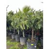 FICUS CARICA, FÍKOVNÍK. 150 CM