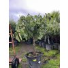 FICUS CARICA, FÍKOVNÍK. 150 CM