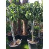 Ficus carica, fíkovník.150 cm
