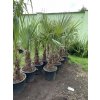 Trachycarpus fortunei, druhá jakost, kmen 25-30cm