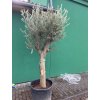 Olea europea - Olivovník 290 cm +