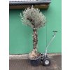 Olea europea 230 cm - starý kmen