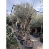 Olea europea 230 cm - starý kmen