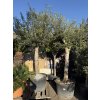 Olea europea - Olivovník 290 cm +