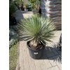 yucca thompsoniana 110 cm