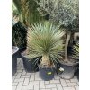 yucca thompsoniana 110 cm