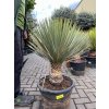 yucca thompsoniana 110 cm