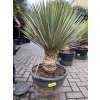 yucca thompsoniana 110 cm