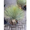 yucca thompsoniana 110 cm