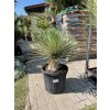 yucca thompsoniana 110 cm